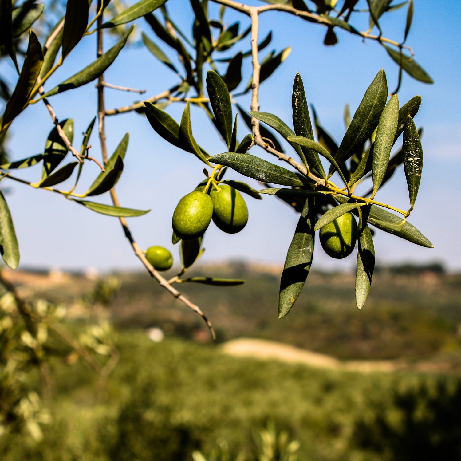 Olives à Loreto Aprutino dans les Abruzzes en Italie - Abruzzo&Co